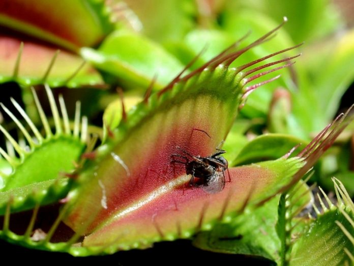 5 Panduan Tanam VENUS FLYTRAP Tumbuhan Unik  Pemakan Lalat 